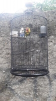 Lovebird 3 plus kenari f1 1.
