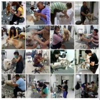Salon hewan, grooming school