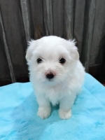 puppies mini maltese