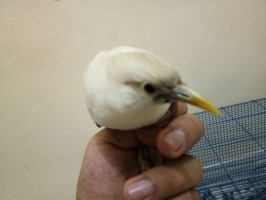 Jalak putih ( cuma 1.ekor saja, mari silahkan ) .