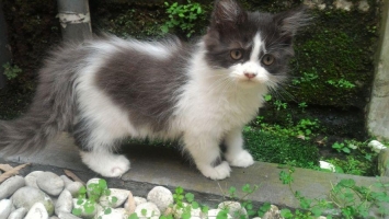 Anak kucing persia 3 bulan