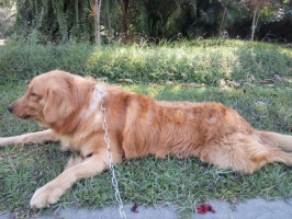 golden retriever vaksin rutin, sehat rutin, dijamin oke..