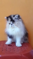Kucing persia peaknose longhair calico
