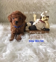 Puppy Lucu, Super Tiny Super Red Poodle, ISTIMEWA & Stambum