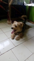 Anjing yorkshire lucu jinak