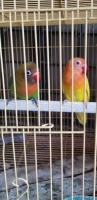 Lovebird 2 ekor lutino mm vs pistop