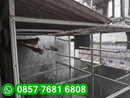 Burung Perkutut Bangkok