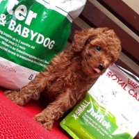 2 Ekor Male Anjing Red Toy Poodle
