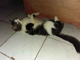 Kucing persia jantan