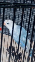 Lovebird BS Blue Fc Usia 4 Bulan