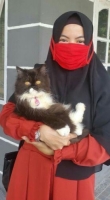 Kucing Persian Betina & Vaksin Lengkap