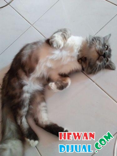 Ekor Kucing Anggora