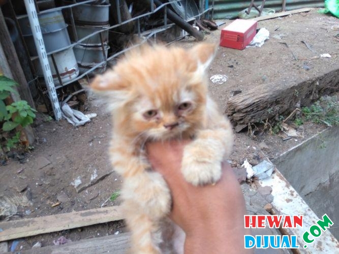 Download 78 Gambar Kucing Umur 2 Bulan Terbaik Gratis