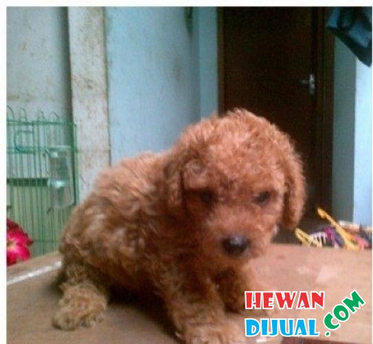 Red toy poodle kualitas super. stb 1