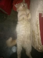 kucing anggora jenis kelamin cowo