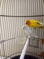 Love Bird cantik Body Big sehat tanpa cacat prediksi sepasang