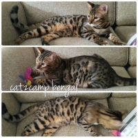Bengal 6 bln jantanre