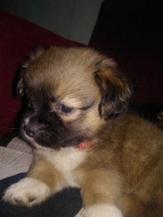 Ada 5 ekor anjing (mix zitsu dan chihwawa)