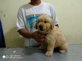 1 ekor Golden Retriever betina puppy