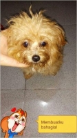 shihtzu mix poodle penurut dan pintar