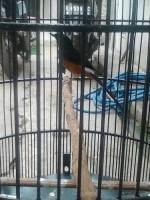 murai batu semi gembung