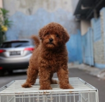 Red Toy Poodle Stambum & Vaksin