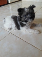 1 ekor anjing Shih Tzu betina
