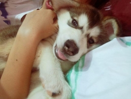 Anjing alaskan malamute