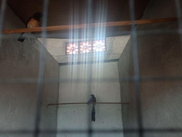 burung murai batu medan super