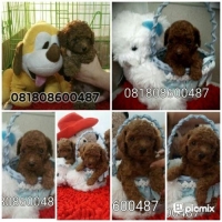 Super Red Puppy Toy Poodle Murah Berkualitas Bloodline import Taiwan