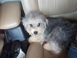 Super Silver Murah Berkualitas Bloodline import Taiwan