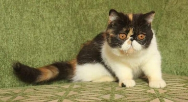 Kitten persia peaknose jantan umur 3 bulan