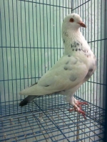 burung dara kolongan..chat di WA