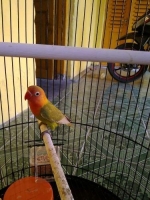 Lovebird Pasjo Fc muka bersih ngalung, umur 3 bulanan, prediksi jantan