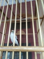 Burung jalak sehat dan menawan