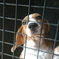 BEAGLE BETINA. AKTIF DAN PENURUT