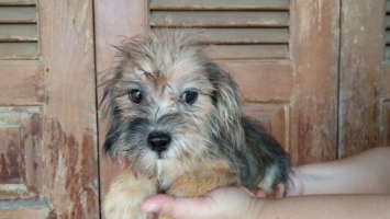 Anakan mix tekel & shitzu
