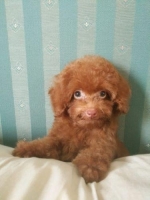 Mini Red Toy Poodle, betina, stambum, lucu, lincah.