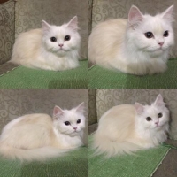 Kucing Anggora Jantan