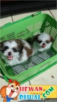 anakan shihtzu jantan betina 2 bulan stambum