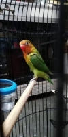 Love bird, Balibu siap gantang