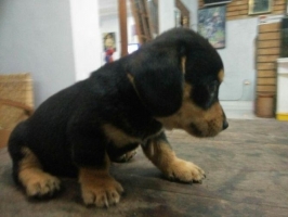 Anjing Tekel Hitam Vaksin Stambum dan Vaksin Lengkap