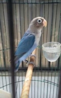 Lovebird paud dan dewasa harga murah