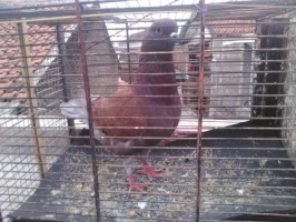 1 Ekor Merpati tinggian jantan