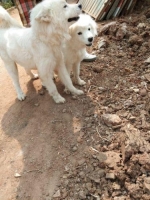2 ekor anjing samoyed.. sudah vaksin.