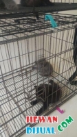 cat hotel penitipan kucing