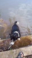 Anjing cebol pendek kawinan siberian husky n pom