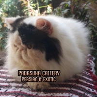 PEJANTAN PERSIAN PEAKNOSE JAGO KIMPOY PEDIGREE