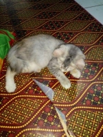 2 ekor Kucing mix Anggora betina 4 bulan Manja