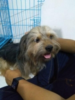 Anjing Bearded Collie Sehat dan pintar